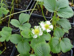 Morangos San Andreas, plantas de raiz nua, Fragaria vesca