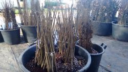 Fresno común, freixo, Fraxinus excelsior a raíz desnuda