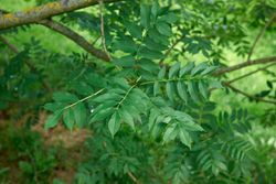 Fresno común, freixo, Fraxinus excelsior a raíz desnuda