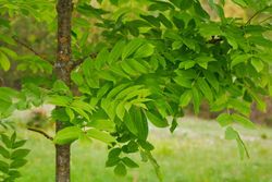 Cinza comum, cinza negra, freixo, Fraxinus excelsior