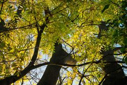 Cinza comum, cinza negra, freixo, Fraxinus excelsior