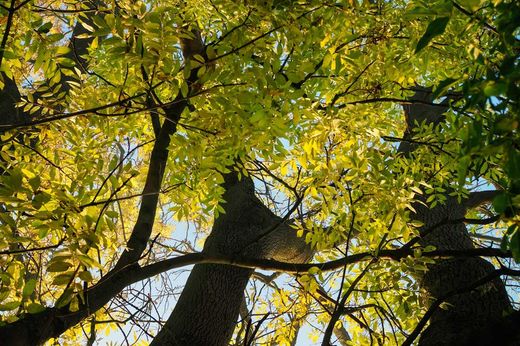 Cinza comum, cinza negra, freixo, Fraxinus excelsior