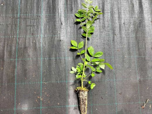 Cinza comum, cinza negra, freixo, Fraxinus excelsior