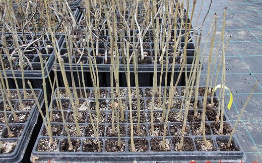 Cinza comum, cinza negra, freixo, Fraxinus excelsior