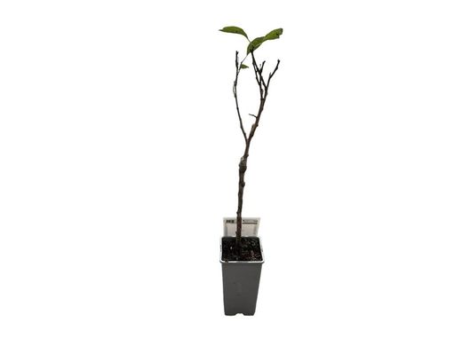 Prune naine fruitée. Arbres fruitiers en pot pour terrasses et jardins