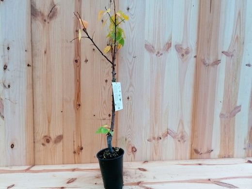 Abricotier nain – fruitier pour terrasses et petits jardins