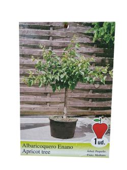 Abricotier nain – fruitier pour terrasses et petits jardins