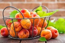 Arbres fruitiers nains
