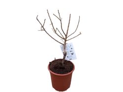 Abricotier nain – fruitier pour terrasses et petits jardins