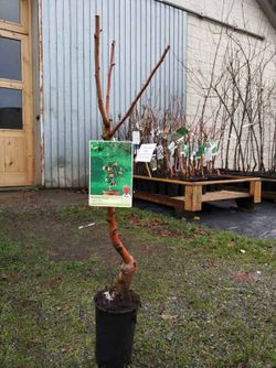 Árbol manzano enano