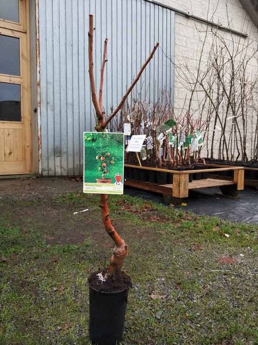 Árbol manzano enano