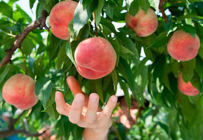 Frutal enano, melocotonero. Árboles frutales en maceta para terrazas y  jardines — Plantamus Vivero online