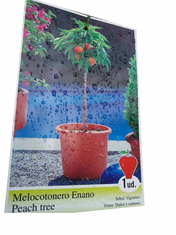 Frutal enano, melocotonero. Árboles frutales en maceta para terrazas y  jardines — Plantamus Vivero online