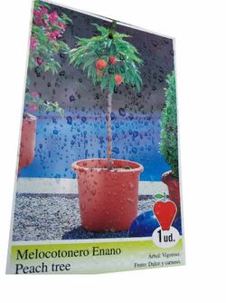Árbol melocotonero enano