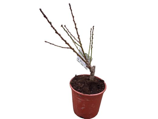 Árbol melocotonero enano