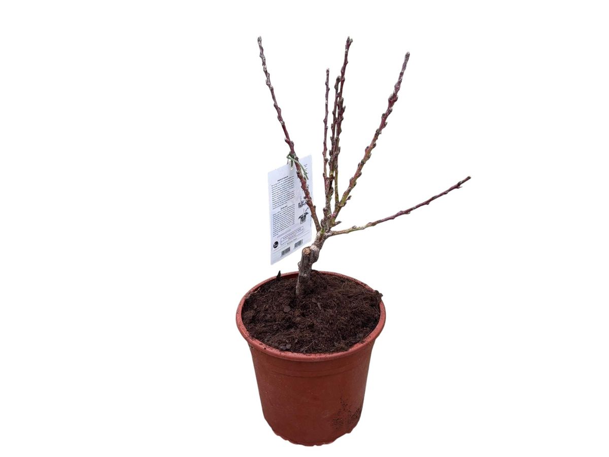 Árbol nectarina enano Maceta de 2 litros. Altura de la planta 50/+ cm