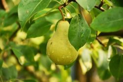 Poirier nain – fruitier pour terrasses et petits jardins