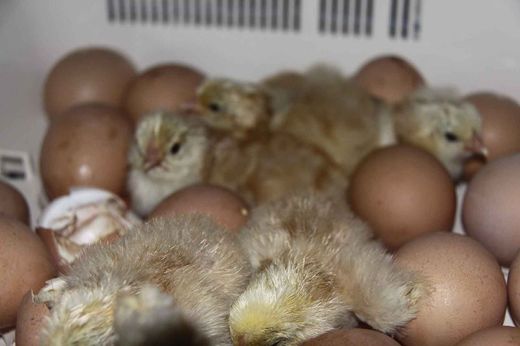 Gallos y Gallinas de Mos desde 4,5 €