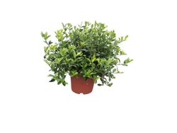 Gardenia, Cape Jasmine, Gardenia jasminoides