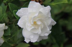 Gardenia, Cape Jasmine, Gardenia jasminoides