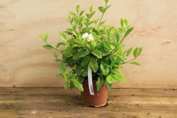 Gardenia, Cape Jasmine, Gardenia jasminoides