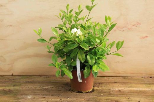 Gardenia, Cape Jasmine, Gardenia jasminoides