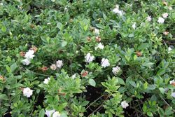 Gardenia, Cape Jasmine, Gardenia jasminoides