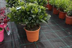 Gardenia, Cape Jasmine, Gardenia jasminoides