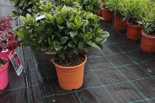 Gardenia, Cape Jasmine, Gardenia jasminoides