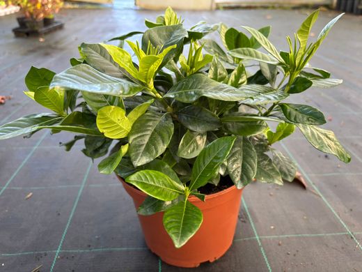 Gardenia, Cape Jasmine, Gardenia jasminoides