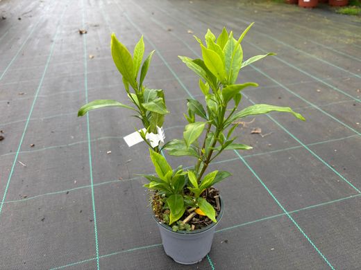 Gardenia, Jazmín del Cabo, Gardenia jasminoides