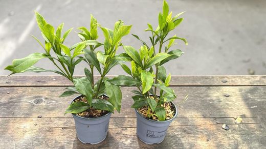 Gardenia, Jazmín del Cabo, Gardenia jasminoides