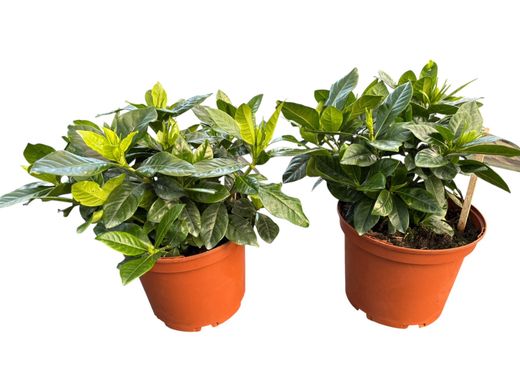 Gardenia, Cape Jasmine, Gardenia jasminoides