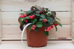 Gaultheria procumbens