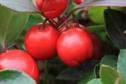 Gaultheria procumbens