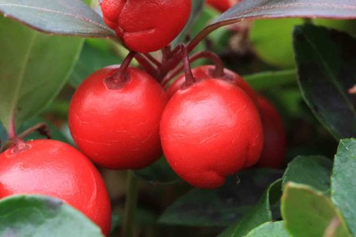 Gaultheria procumbens