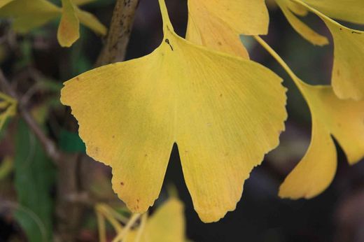 Ginkgo, árbol de los 40 escudos, Ginkgo biloba