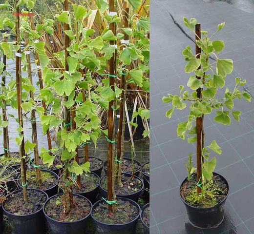 Ginkgo biloba, árvore de 40 escudos, gingo