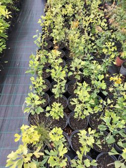 Ginkgo biloba, árbol de los 40 escudos, gingo