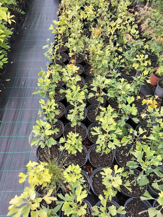 Ginkgo biloba, árbol de los 40 escudos, gingo