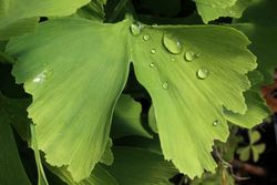 Ginkgo biloba, árvore de 40 escudos, gingo