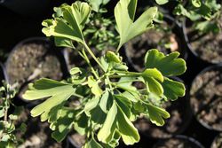 Ginkgo biloba, árvore de 40 escudos, gingo