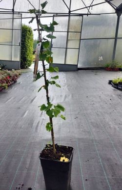 Ginkgo biloba, árvore de 40 escudos, gingo