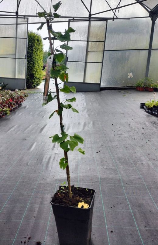 Ginkgo biloba, árvore de 40 escudos, gingo