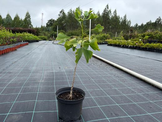 Ginkgo biloba, árbol de los 40 escudos, gingo