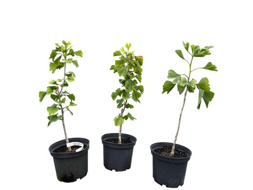 Ginkgo biloba, árbol de los 40 escudos, gingo