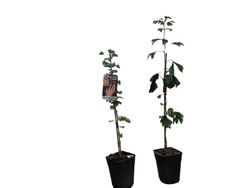 Ginkgo biloba, árvore de 40 escudos, gingo