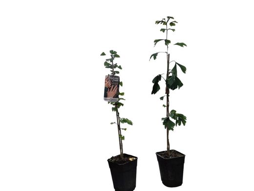 Ginkgo biloba, arbre aux 40 boucliers, gingo