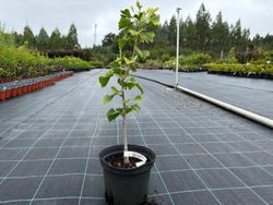 Ginkgo biloba, árbol de los 40 escudos, gingo