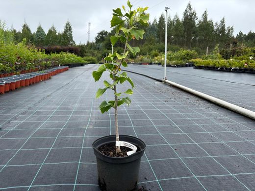 Ginkgo biloba, árbol de los 40 escudos, gingo